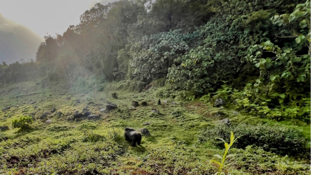 Volcanoes National Park